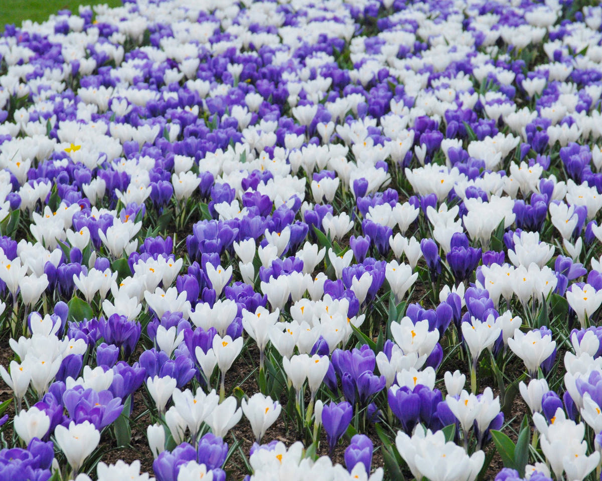 Flower BulbsJeanne d'Arc Bulbs UK - 6