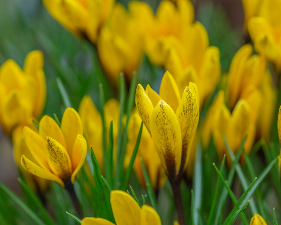 Crocus korolkowii