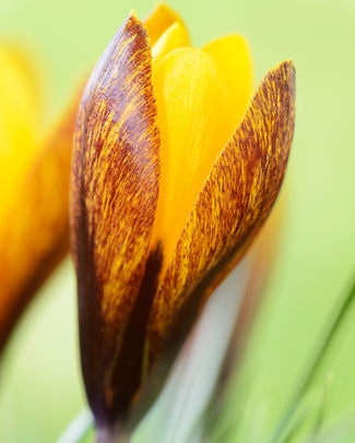 Crocus korolkowii