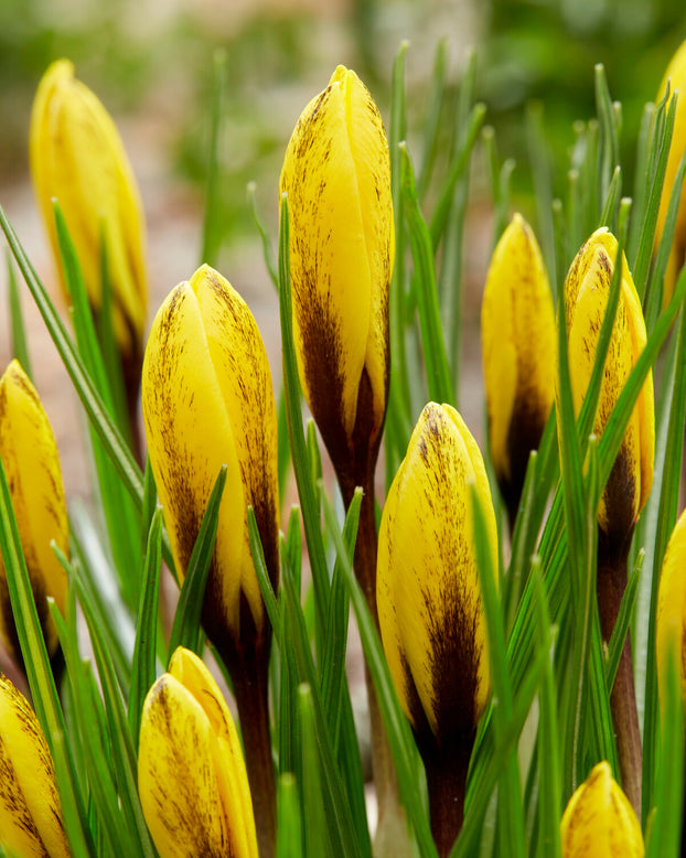 Crocus korolkowii