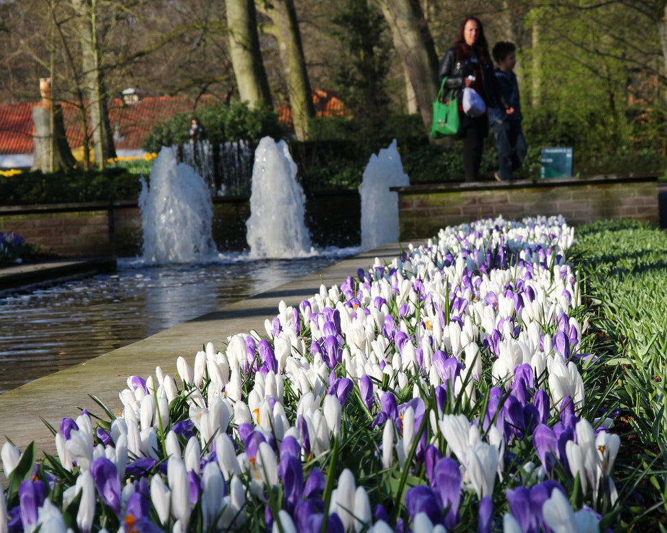 Crocus collection 'Match of the Day'