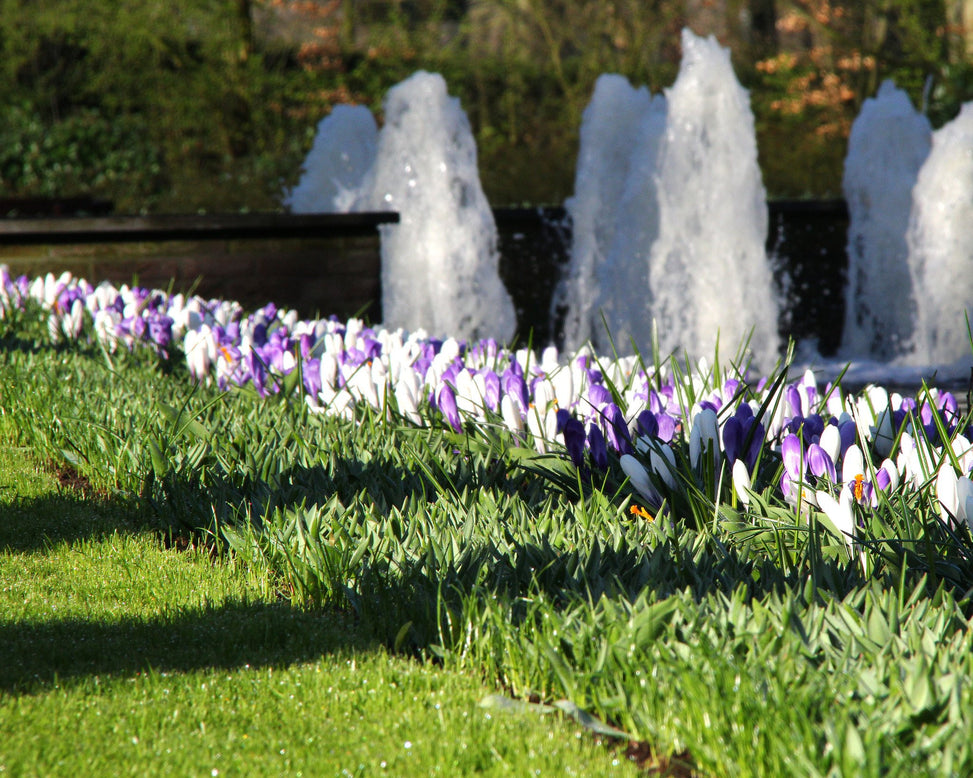 Crocus collection 'Match of the Day'