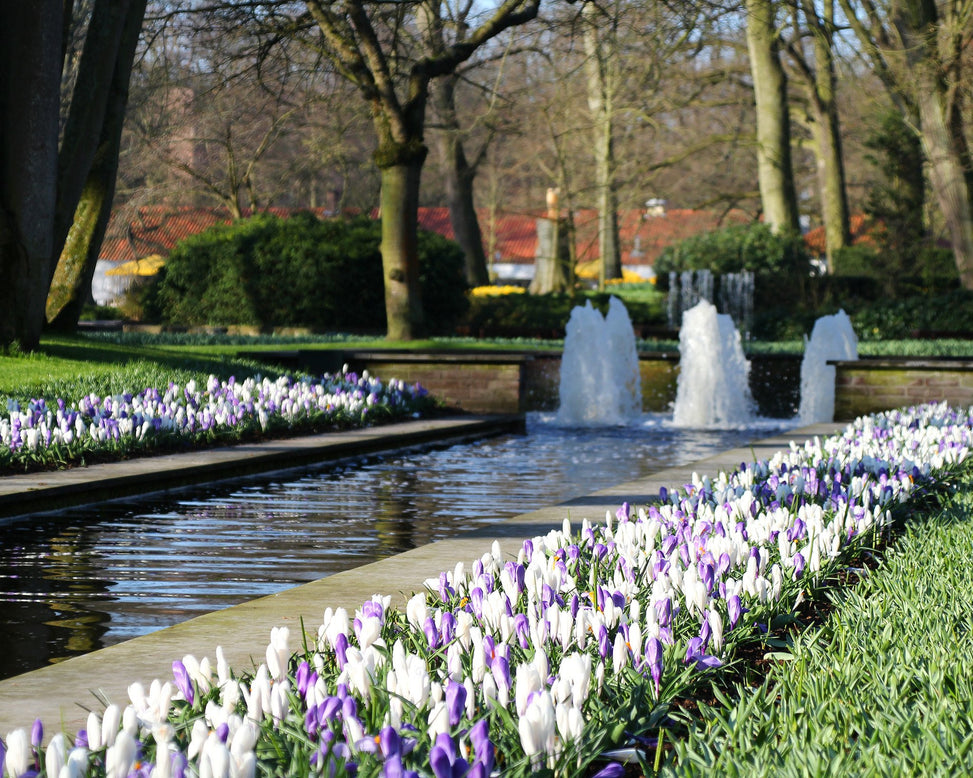 Crocus collection 'Match of the Day'