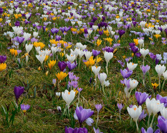 Crocus 'Mixed Colours'