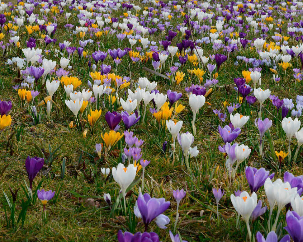 Flower BulbsCrocus Mixed Colours Bulbs UK - 2