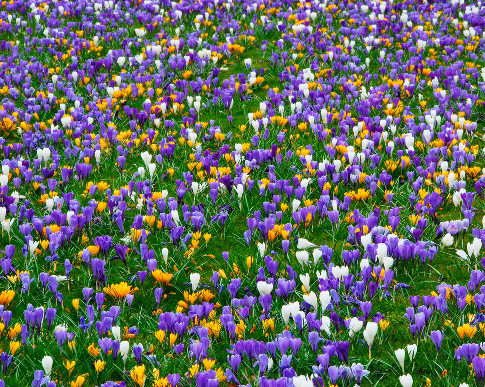 Flower BulbsCrocus Mixed Colours Bulbs UK - 5