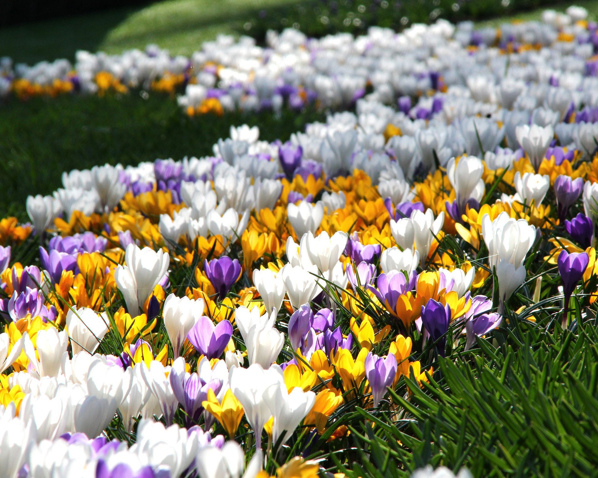 Crocus vernus 'Mixed Colours' bulbs — Buy mixed crocuses online at Farmer Gracy