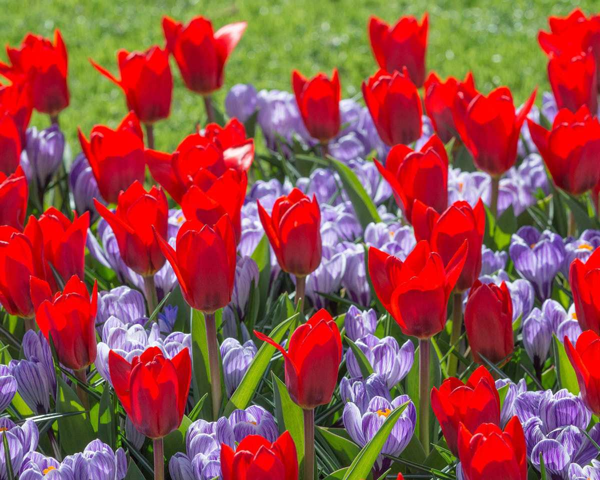 Flower BulbsPickwick Bulbs UK - 2