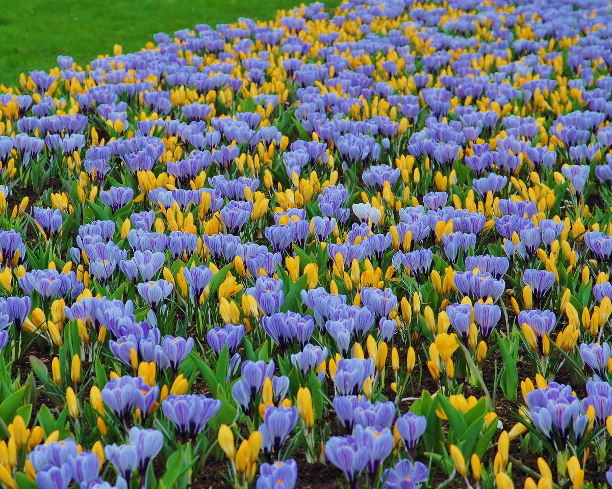 Flower BulbsPickwick Bulbs UK - 4
