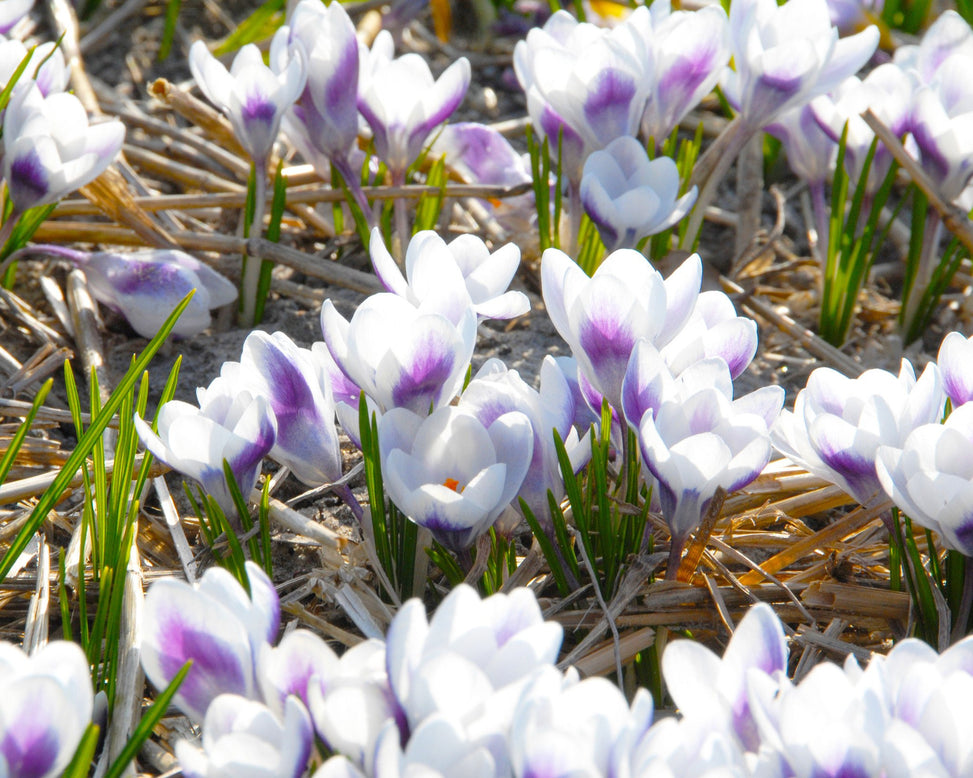 Flower BulbsPrins Claus Bulbs UK - 2