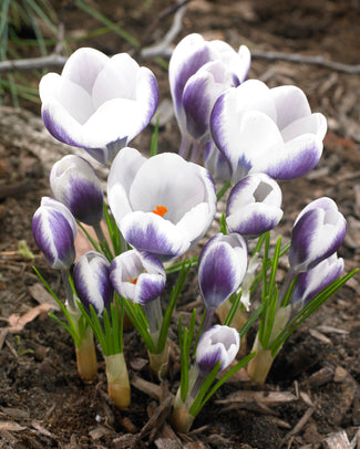 Crocus 'Prins Claus'