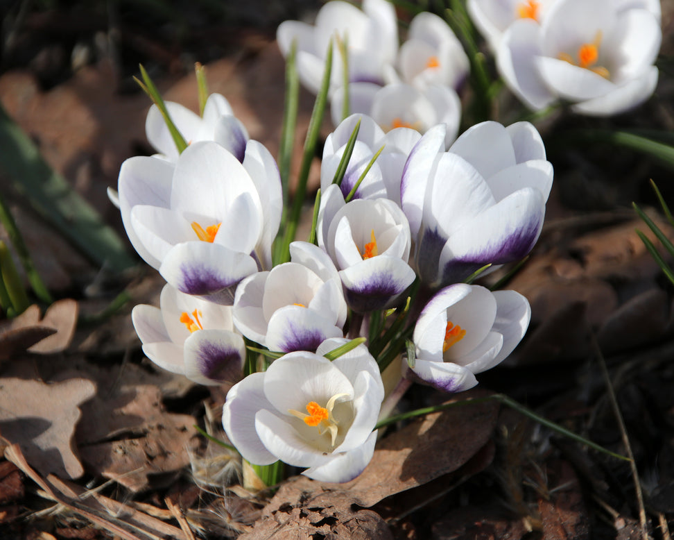 Crocus 'Prins Claus'