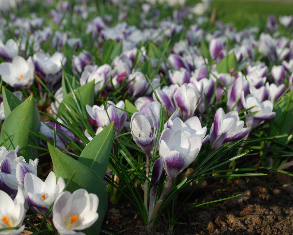 Crocus 'Prins Claus'