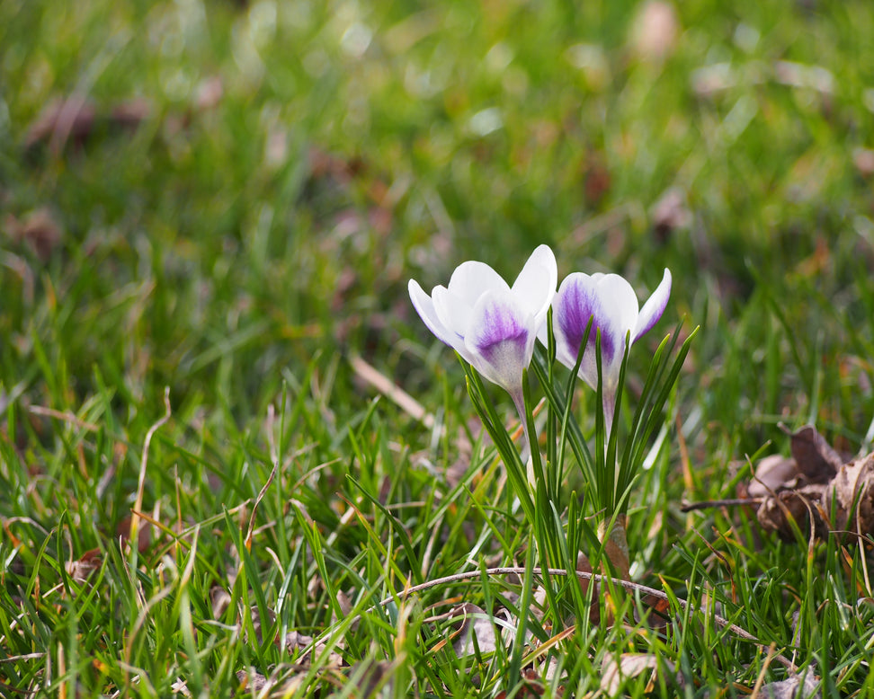 Crocus 'Prins Claus'