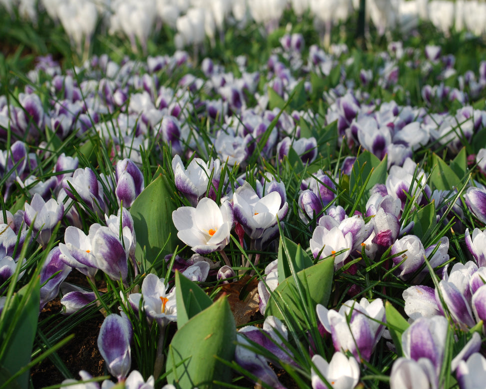 Crocus 'Prins Claus'