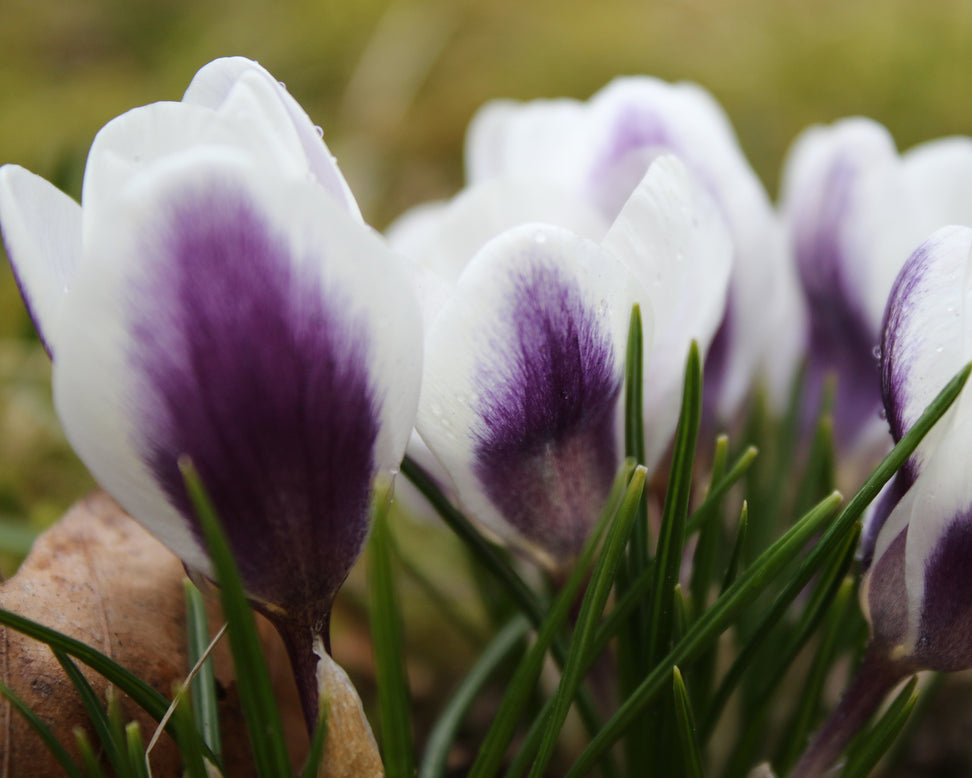 Crocus 'Prins Claus'
