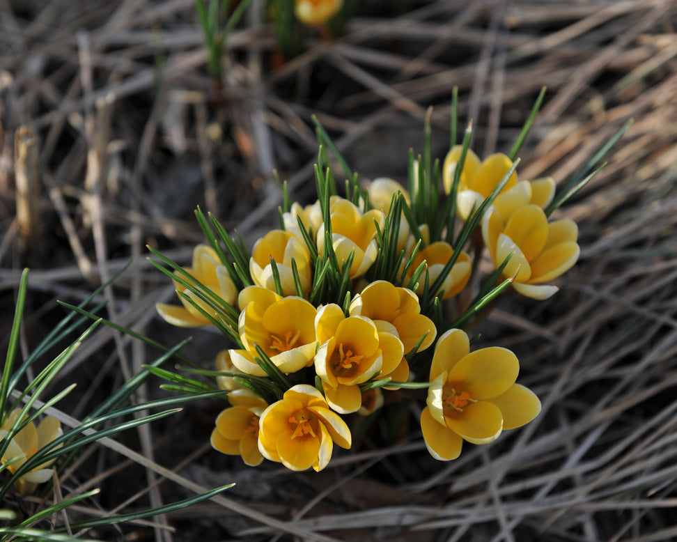 Crocus 'Romance'
