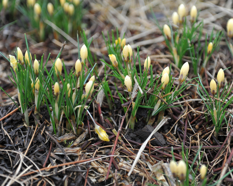 Crocus 'Romance'
