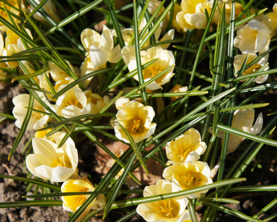 Crocus 'Romance'