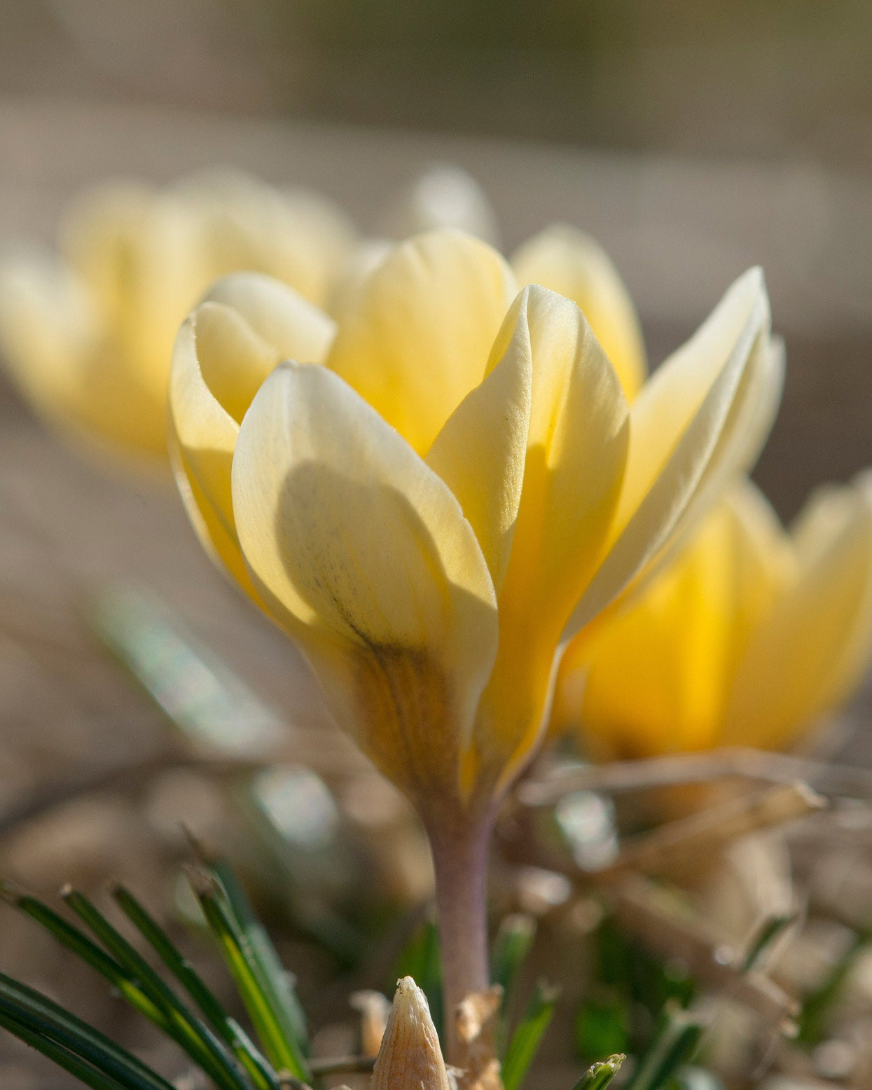 Crocus chrysanthus 'Romance' bulbs — Buy online at Farmer Gracy UK