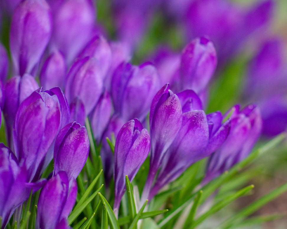 Crocus 'Ruby Giant'