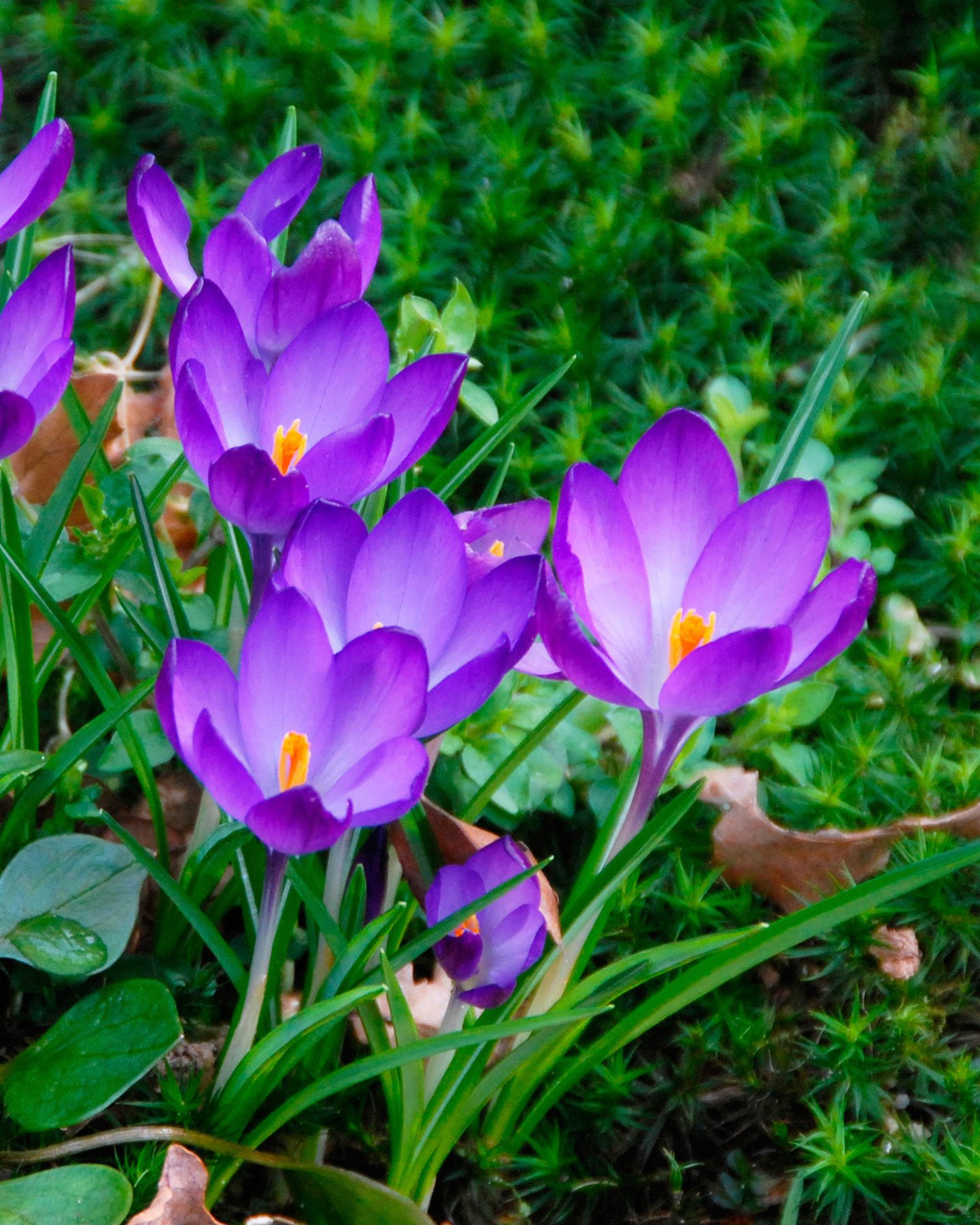 Crocus Ruby Crocus tommasinianus 'Ruby Giant' bulbs | Buy online at Farmer Gracy