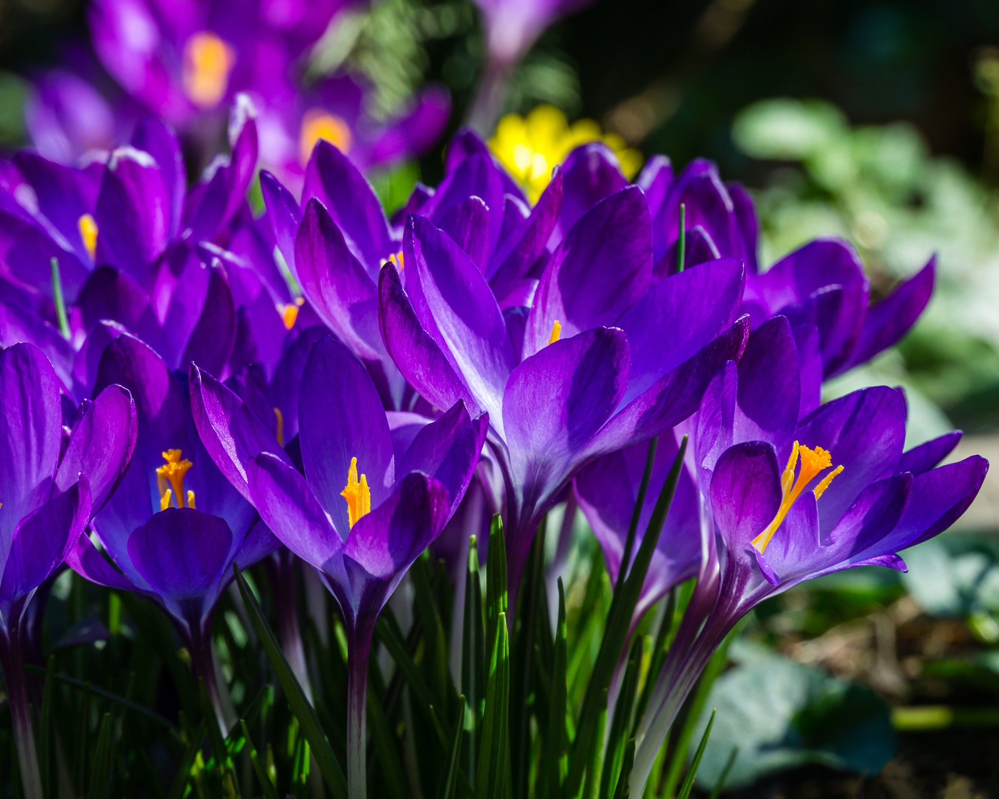 Crocus Ruby Crocus tommasinianus 'Ruby Giant' bulbs | Buy online at Farmer Gracy