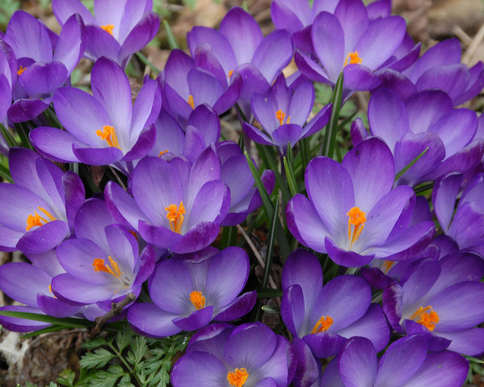 Flower Bulbstommasinianus Ruby Giant Bulbs UK - 3