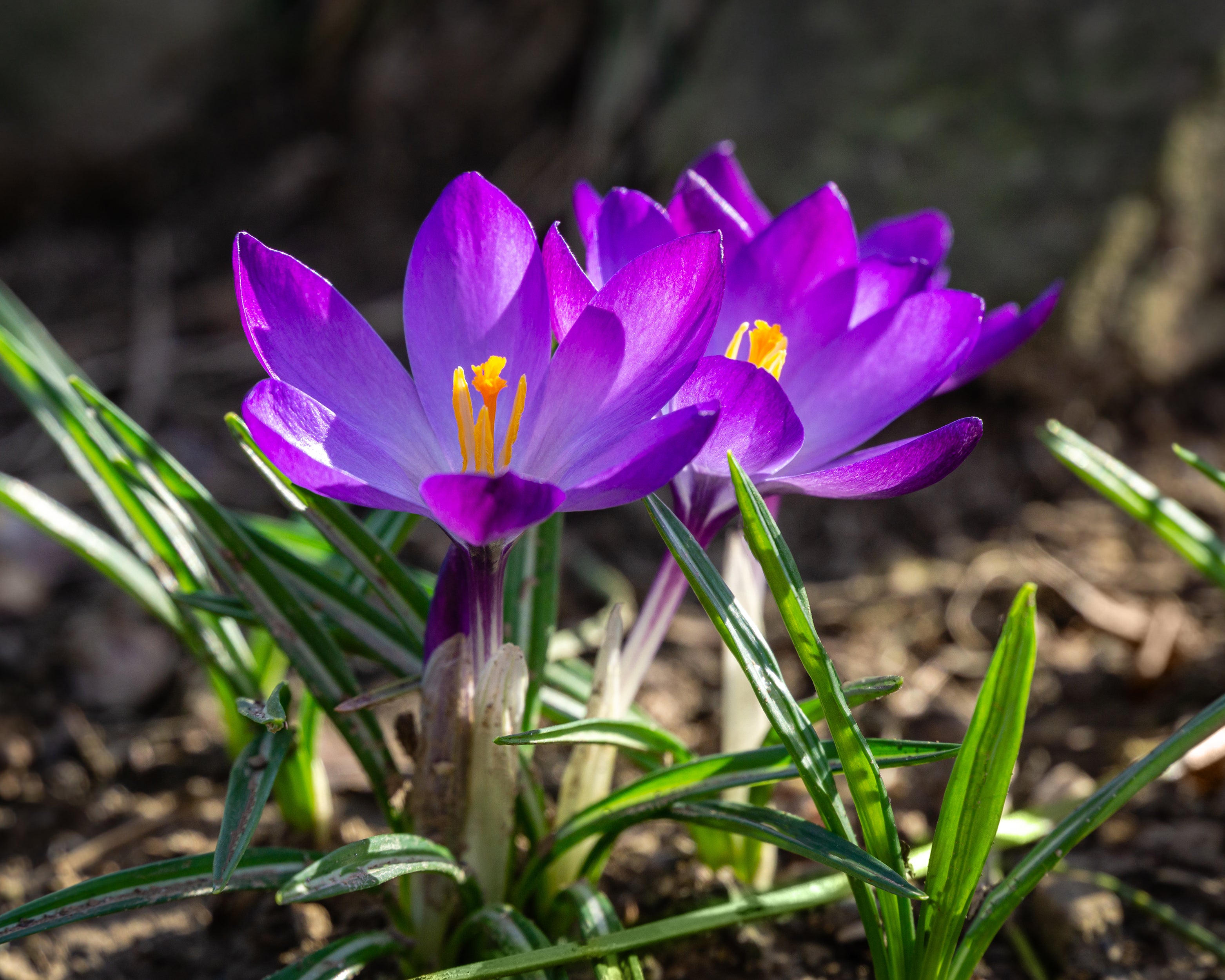 Crocus Ruby Crocus tommasinianus 'Ruby Giant' bulbs | Buy online at Farmer Gracy
