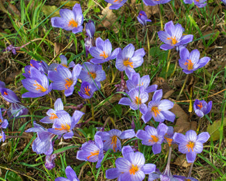 Crocus speciosus