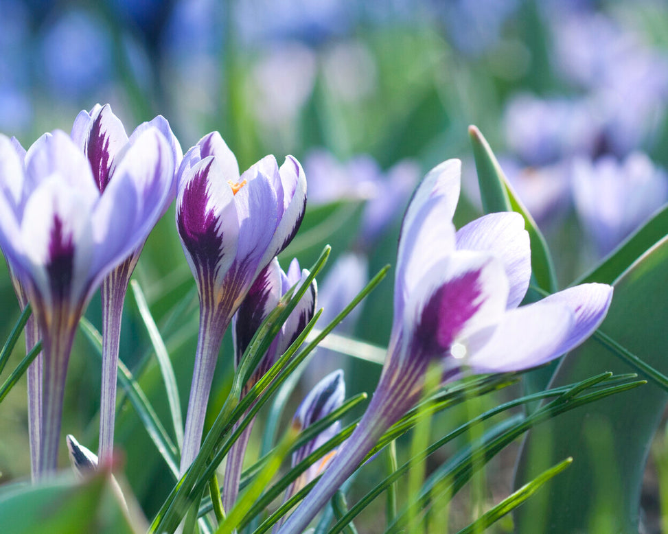 Crocus 'Spring Beauty'