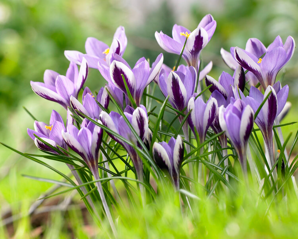 Crocus 'Spring Beauty'
