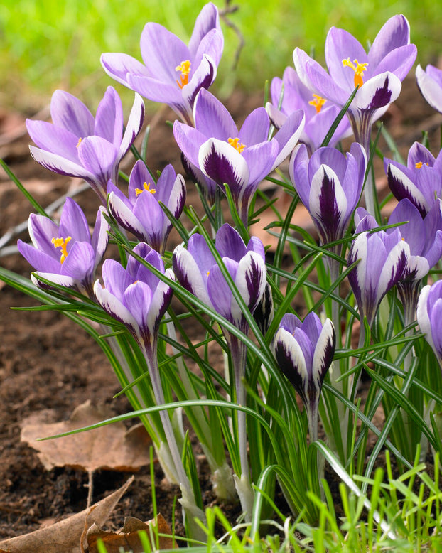 Crocus 'Spring Beauty'
