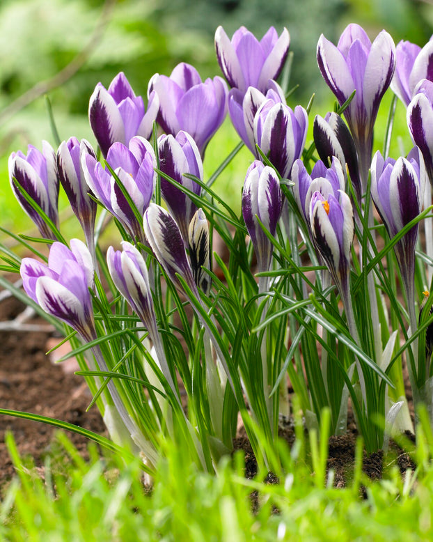 Crocus 'Spring Beauty'