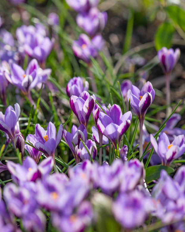 Crocus 'Spring Beauty'