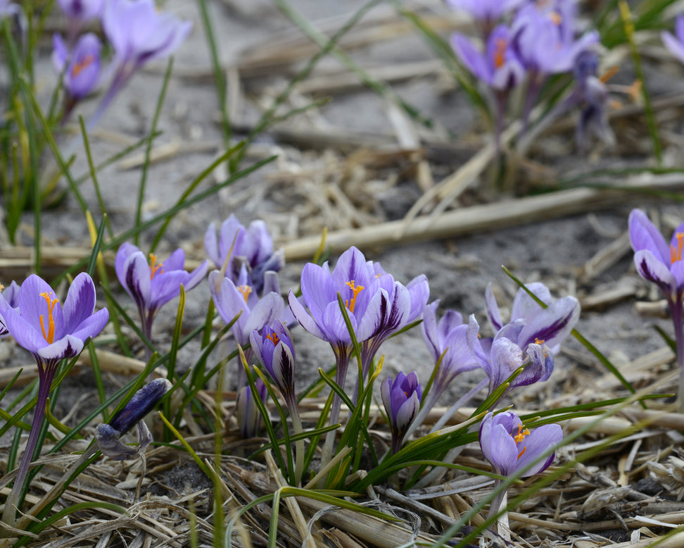 Crocus 'Spring Beauty'