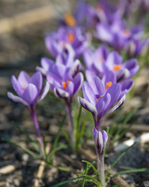 Crocus 'Spring Beauty'