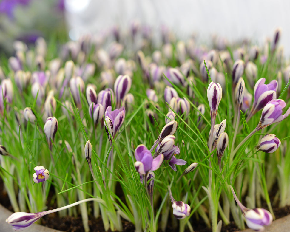 Crocus 'Spring Beauty'