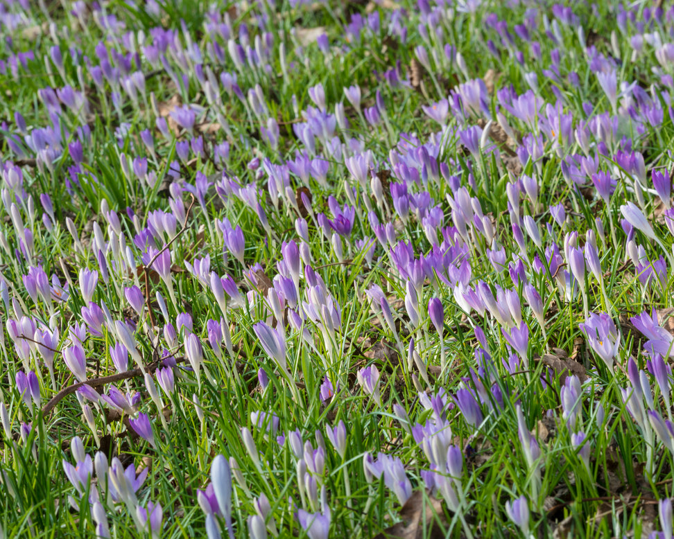 Crocus tommasinianus