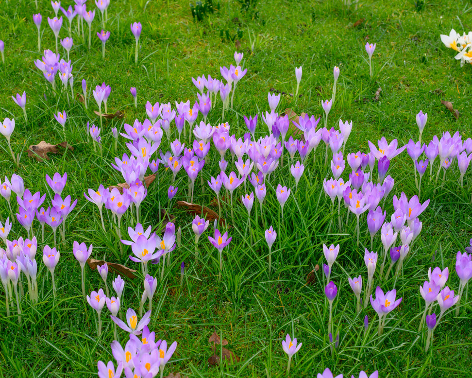 Crocus tommasinianus
