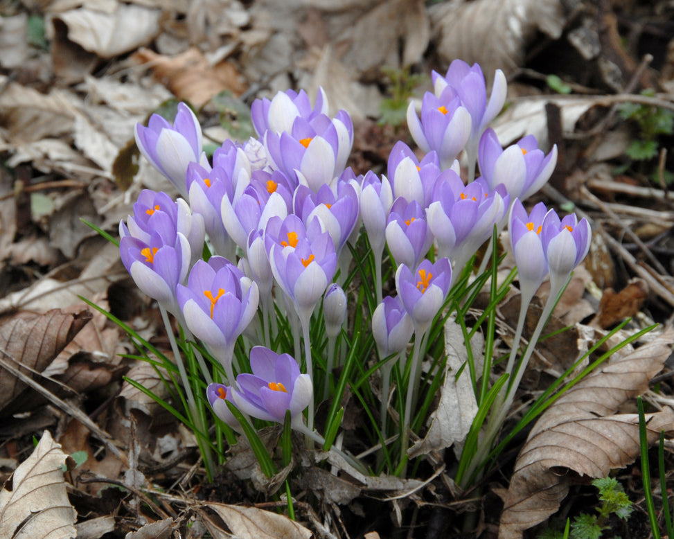 Crocus tommasinianus
