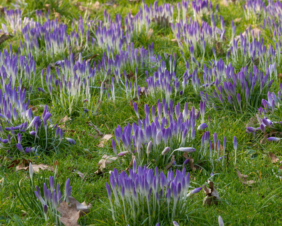 Crocus tommasinianus