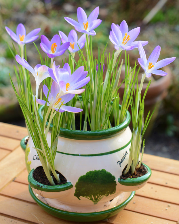Crocus tommasinianus