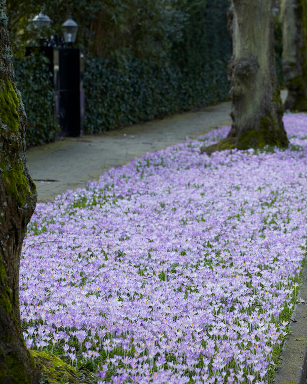 Crocus tommasinianus