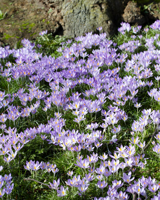 Crocus tommasinianus