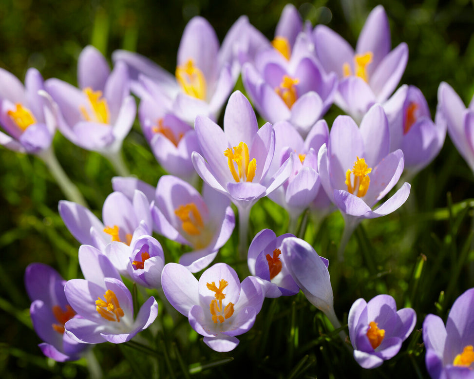 Crocus tommasinianus