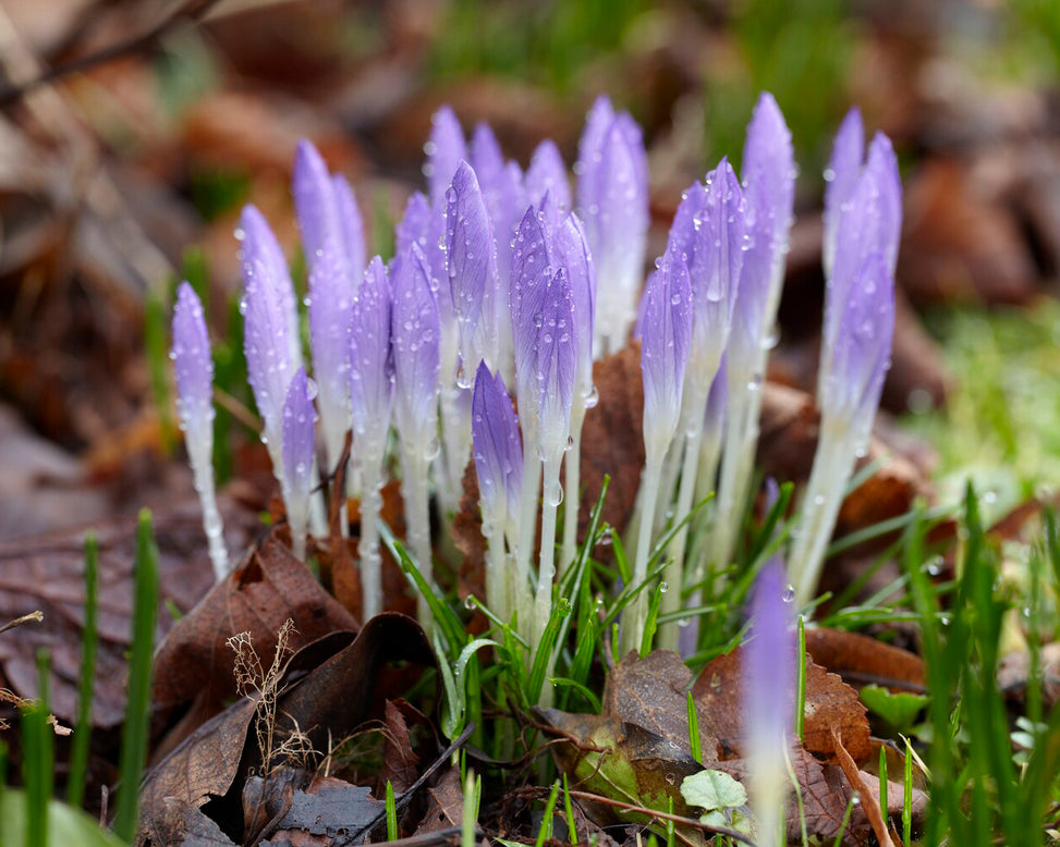 Crocus tommasinianus