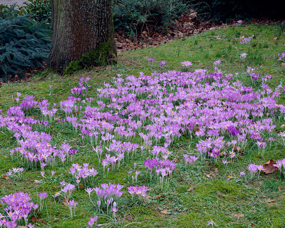 Crocus tommasinianus