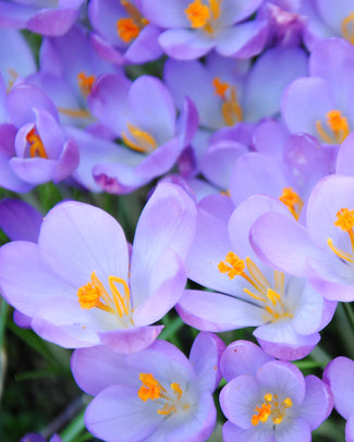 Crocus tommasinianus