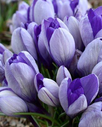 Crocus 'Yalta'